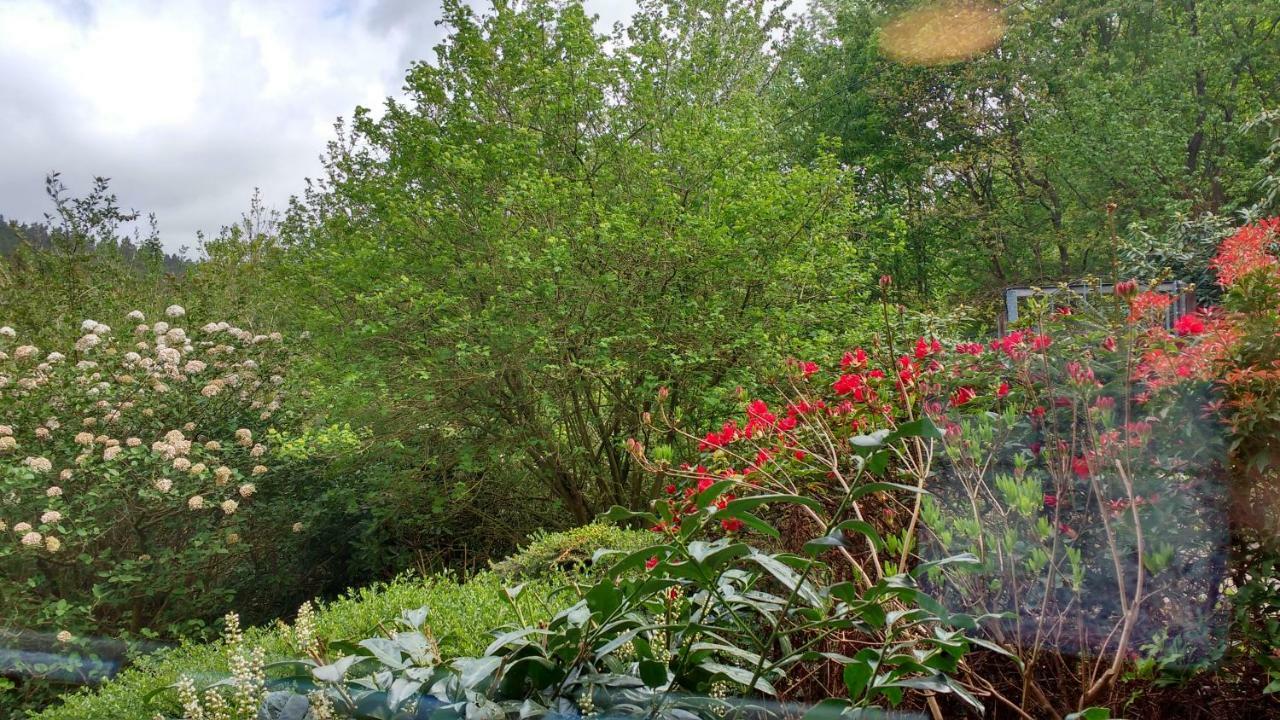 Ferienwohnung Rhododendron - Natur Pur Am Highwalk Rotenburg an der Fulda Exterior photo